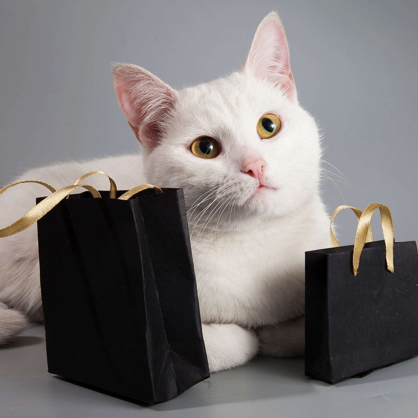 Best Selling Cat Gifts