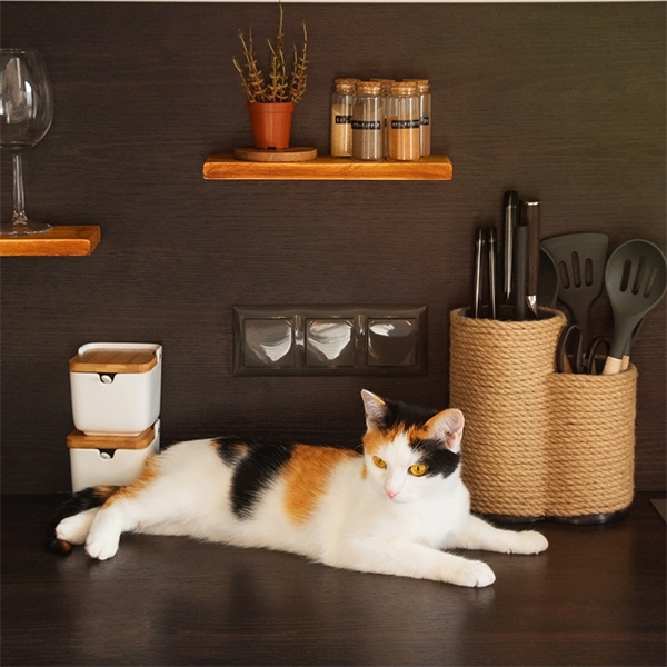 Cat Themed Kitchen Accessories for Under £10