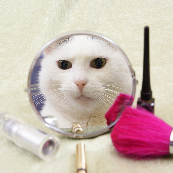 Cat Themed Beauty Products