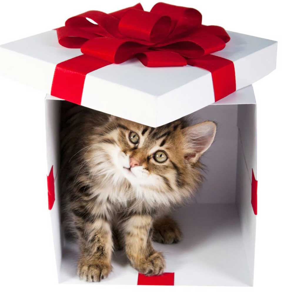 Gifts For Less Than £20