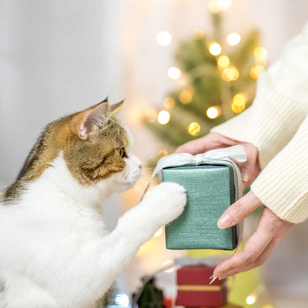 Gifts For Cats