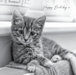 Black and White Photographic Kitten Birthday Card