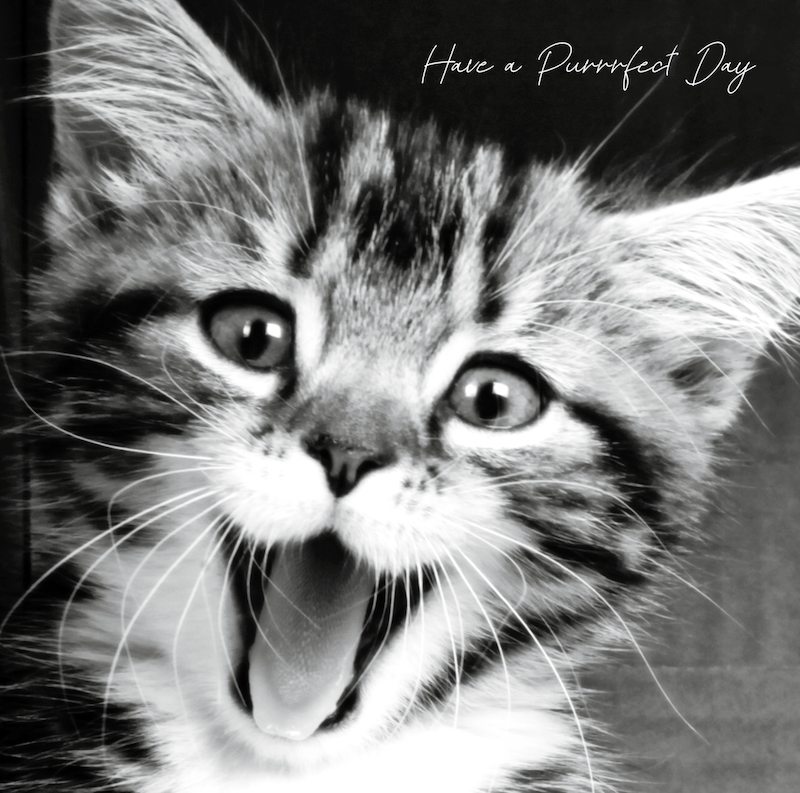 Purrrfect Day Black and White Photographic Kitten Birthday Card