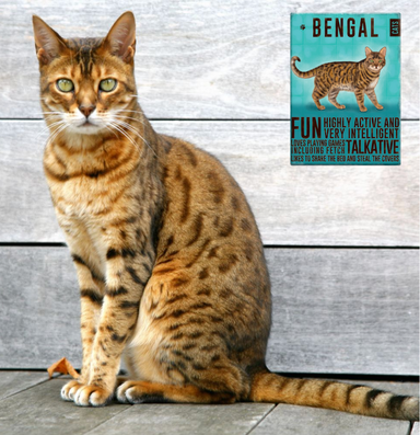 Bengal Cat Fridge Magnet