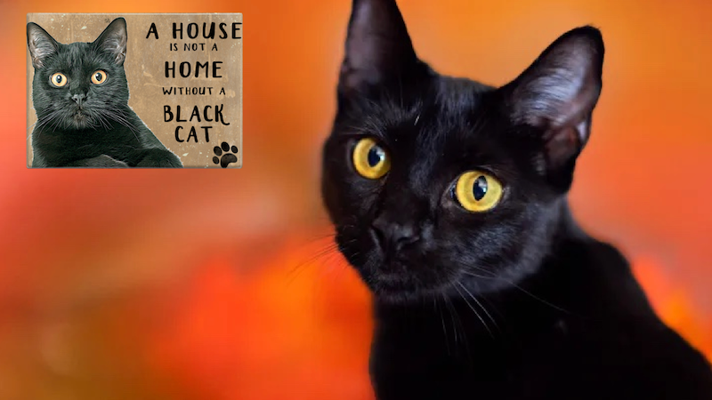 A House is Not a Home Without A Black Cat Fridge Magnet