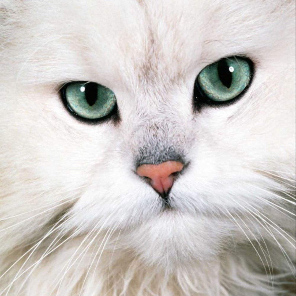 Close-up of a white cat with green eyes