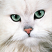 Close-up of a white cat with green eyes