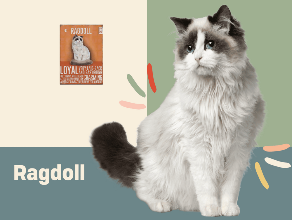 Ragdoll Cat Fridge Magnet