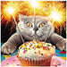 Sparklers Cat Funny Greetings Card - In a World Full of Candles You're a Sparkler