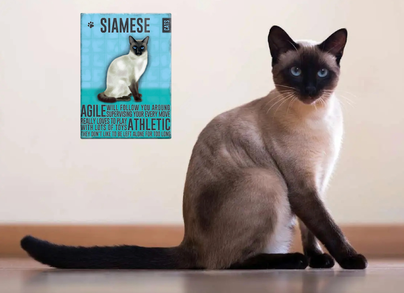 Siamese Cat Fridge Magnet