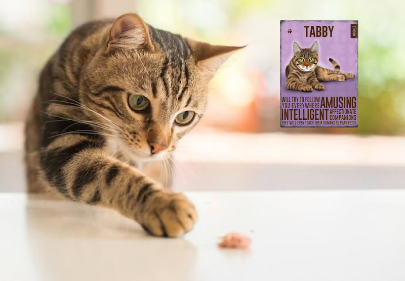 Tabby Cat Fridge Magnet