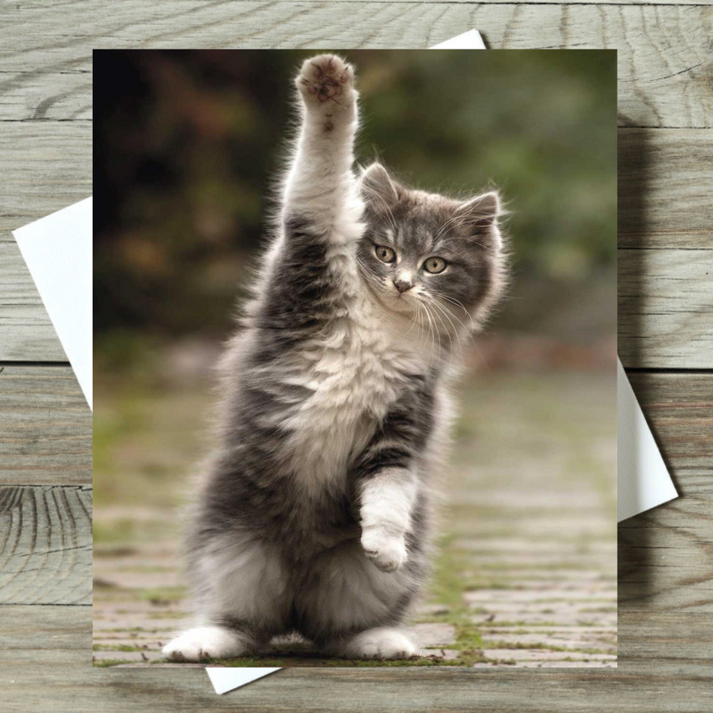 Kitten standing on its hind legs on a greeting card with a blurred natural background