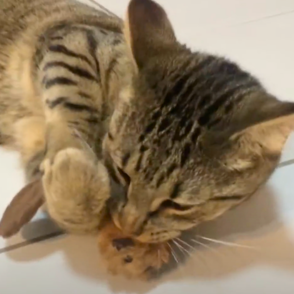 KONG Refillable Squirrel Catnip Toy