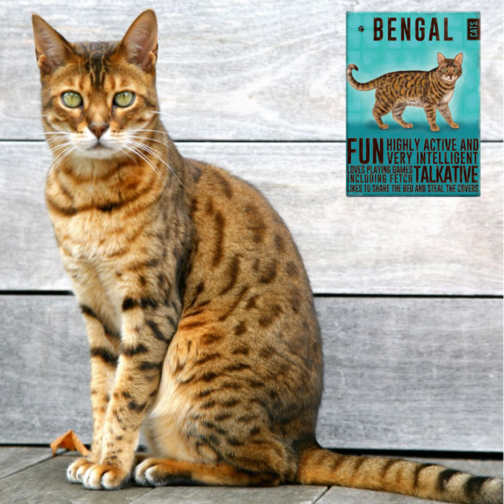 Bengal Cat Fridge Magnet