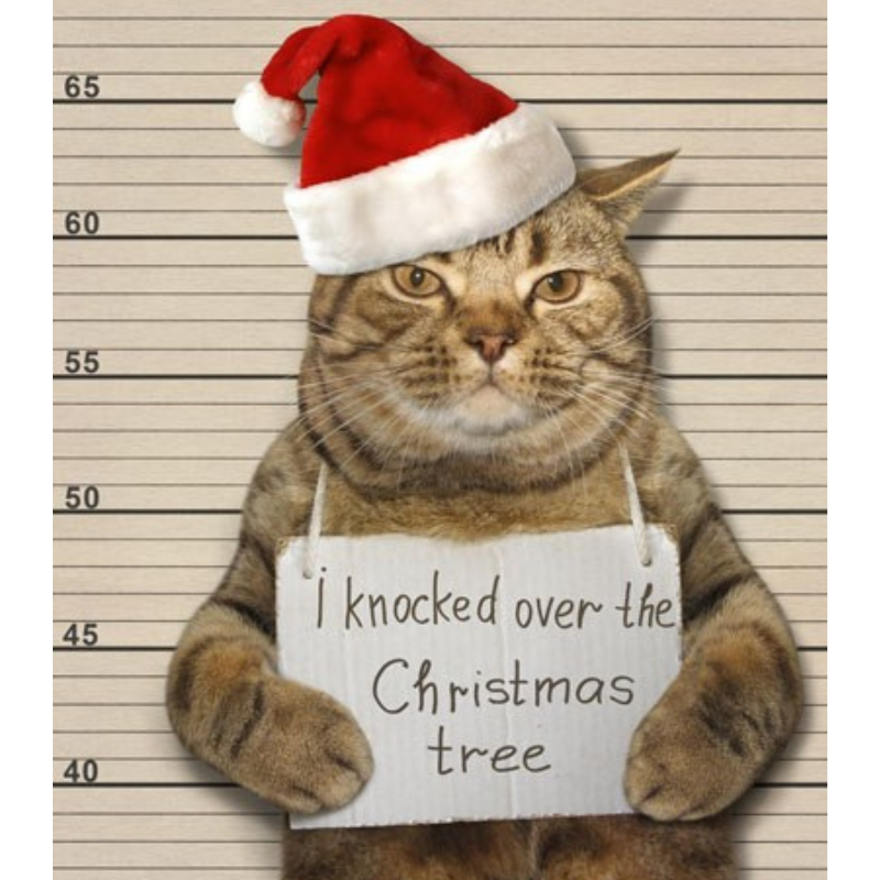 Moggie Mugshot Funny Cat Christmas Greeting Card