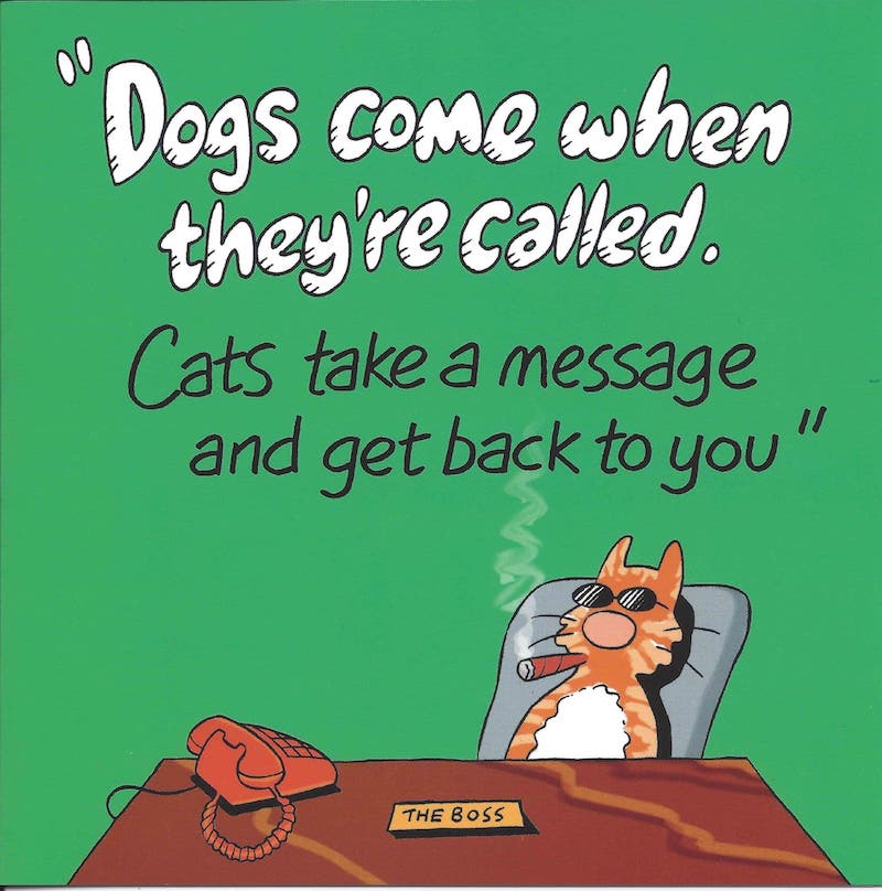 'The Boss' Humorous Cat Greeting Card by Michael Canine