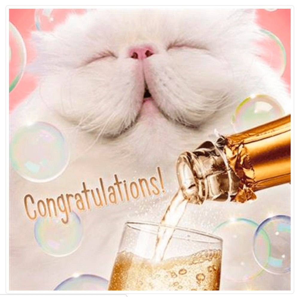 Congratulations White Cat Greetings Card