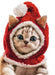 Cozy Christmas Funny Cat Christmas Greeting Card
