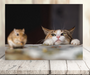 Peekaboo - Cute Cat & Mouse Greeting Card