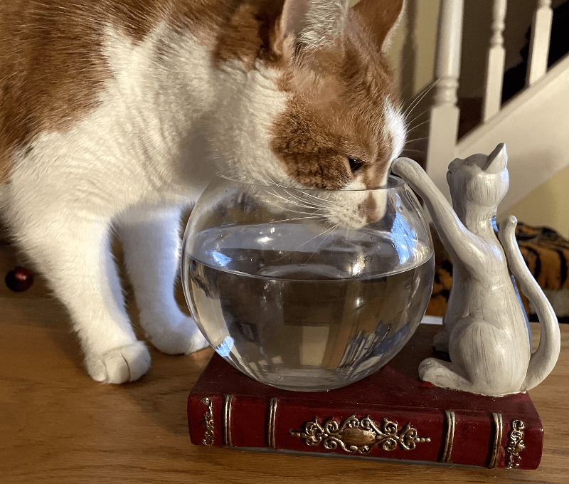Cat with Fish Bowl Ornament