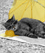 Sunshine Kitty Cat Greetings Card