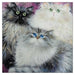 Kim Haskins Cat Themed Greeting Card 'Siberians' Cat Greeting Card