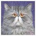 'Sally' Blank Cat Greeting Card by Kim Haskins