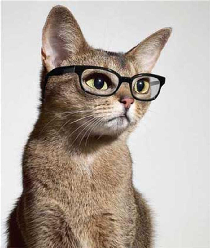 Clever Cat Greeting Card — Purrfect Cat Gifts