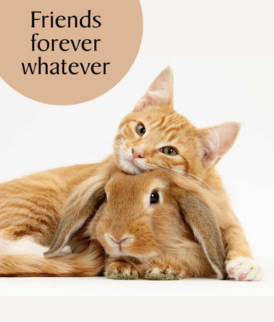 Friends Forever Whatever Cat Greeting Card