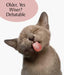Wiser? Debatable Cat Greeting Card