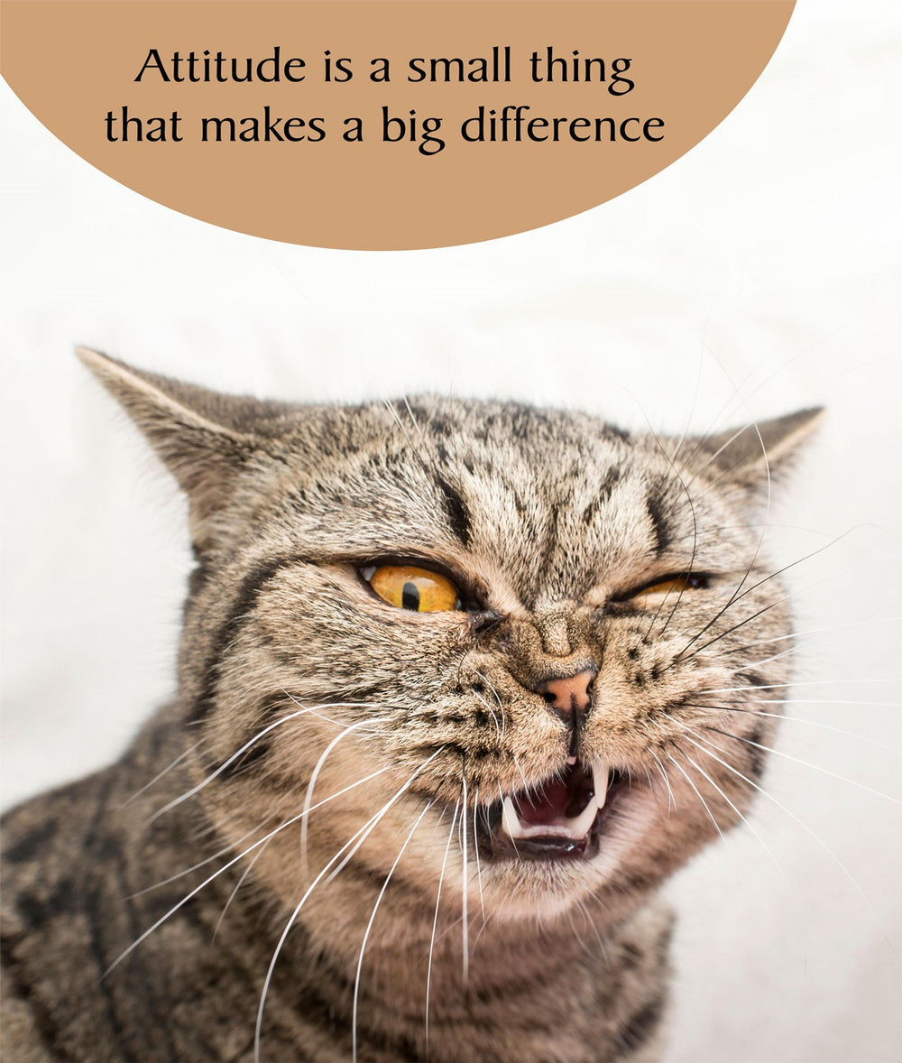Attitude Greeting Cat Card