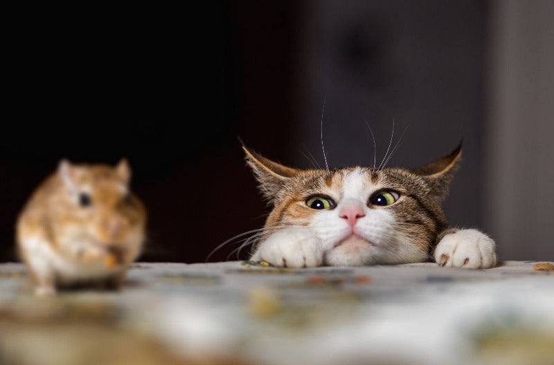 Peekaboo Cat Lap Tray by Fabulous Felines