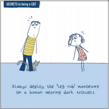 The Leg Rub Funny Cat Greeting Card