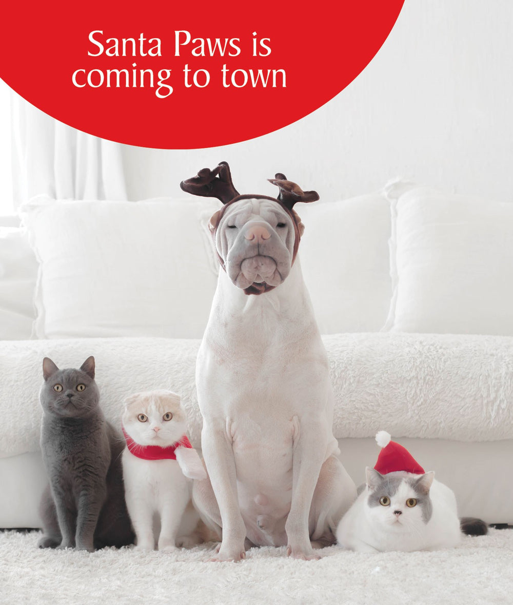 Santa Paws is Coming Funny Cat Christmas Greeting Card