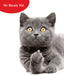 Ho Bloody Ho! Funny Christmas Cat Greeting Card